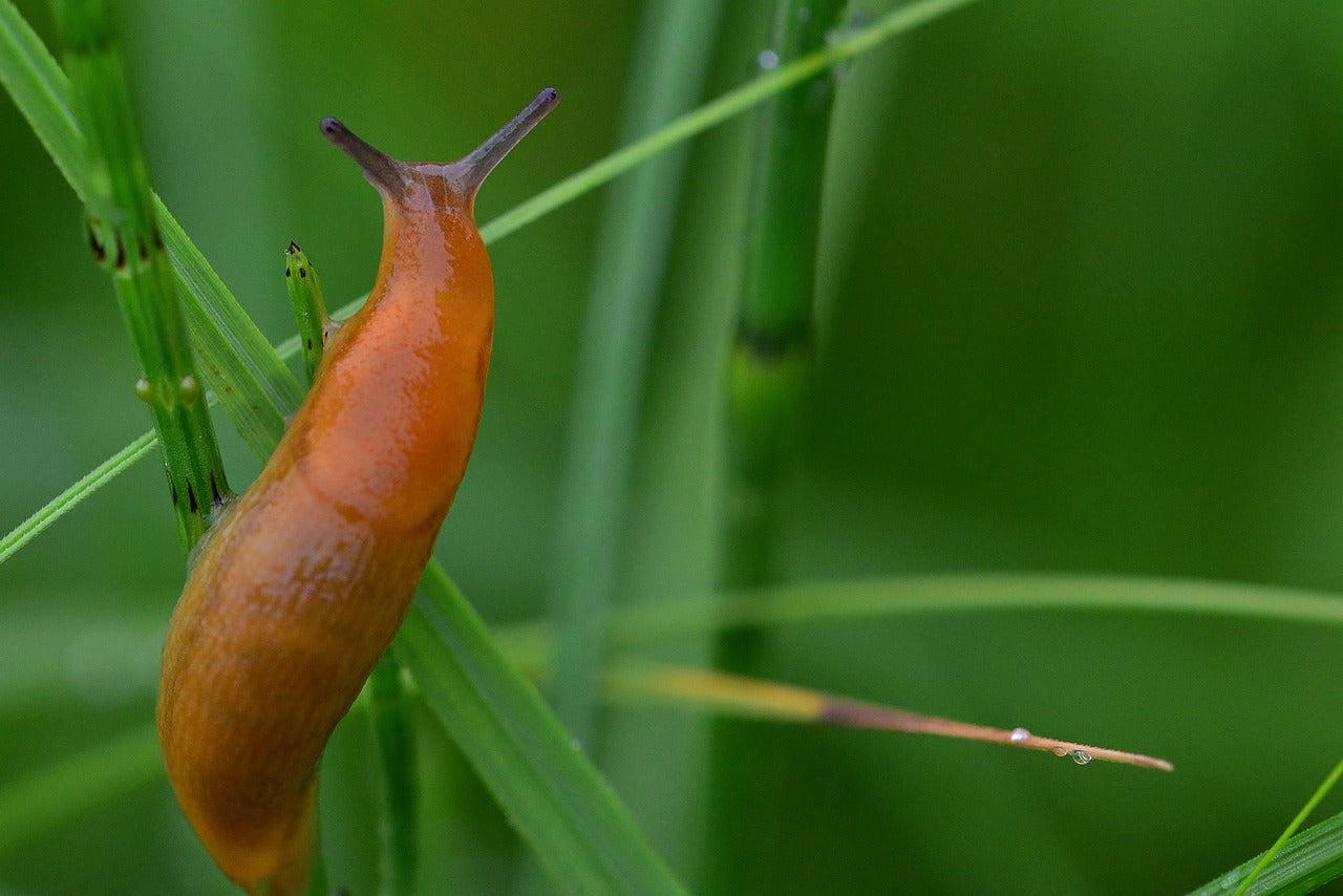 Naaktslakken in de tuin