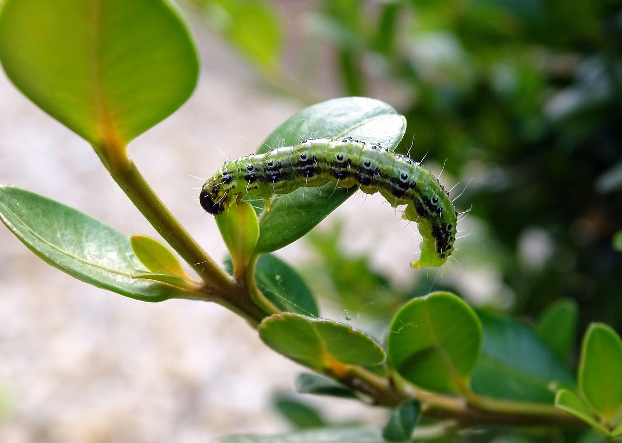 Aaltjes tegen plagen in de tuin